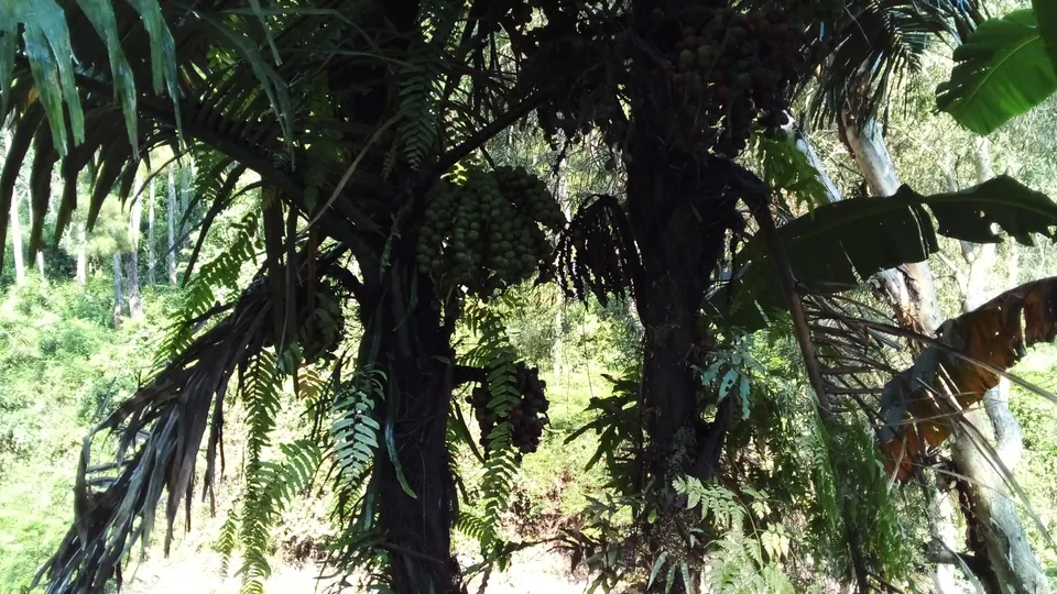 Pohon aren dengan tandan buah kolang-kaling yang bergelantungan