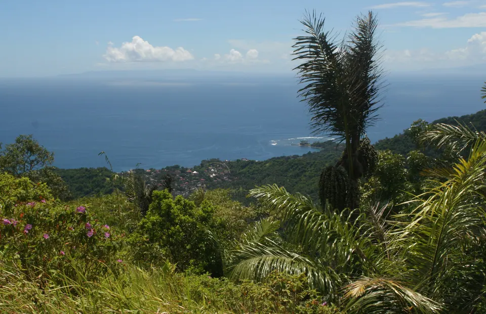 Pohon aren (Arenga pinnata) dengan pelepah daun besar dan batang berijuk di Indonesia