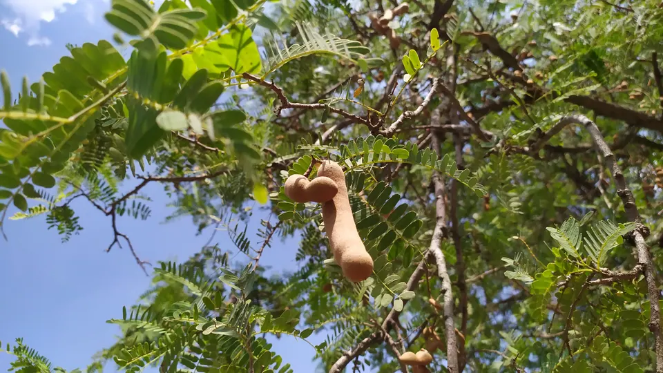 Buah asam jawa muda berwarna hijau kecokelatan di pohonnya