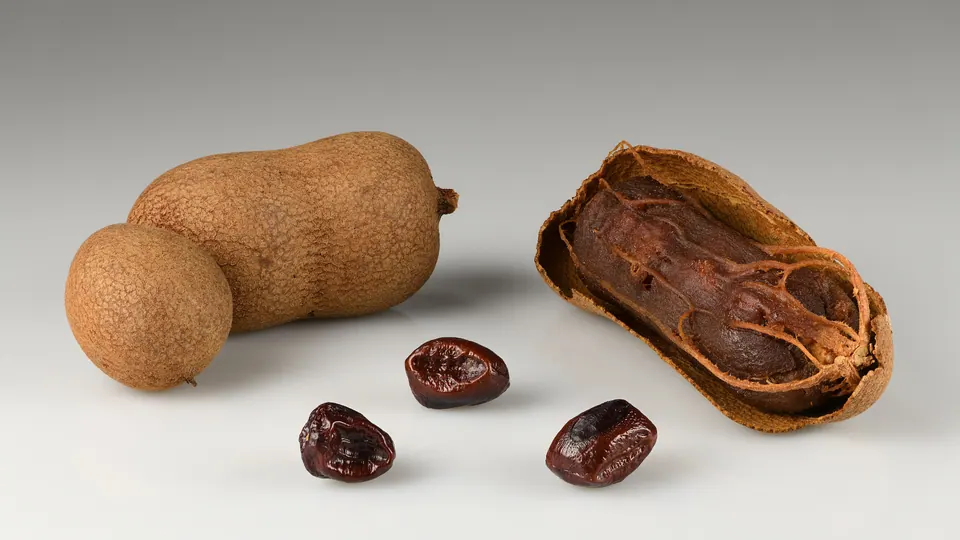 Buah asam jawa matang: polong cokelat utuh, dibuka, dan daging buahnya