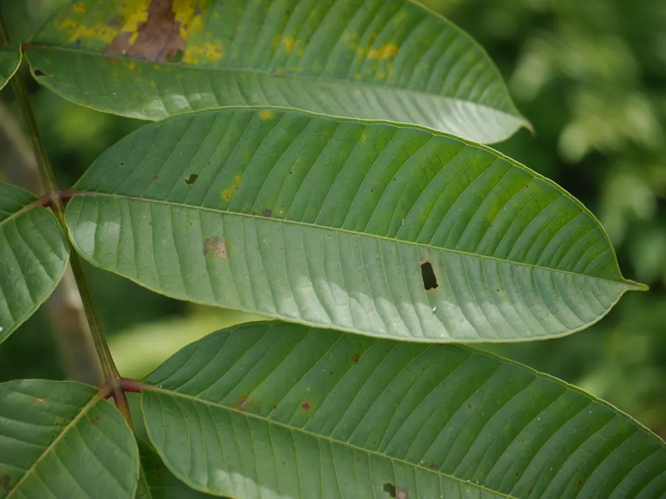 Daun kedondong hutan (Spondias pinnata), bahan loloh cemcem