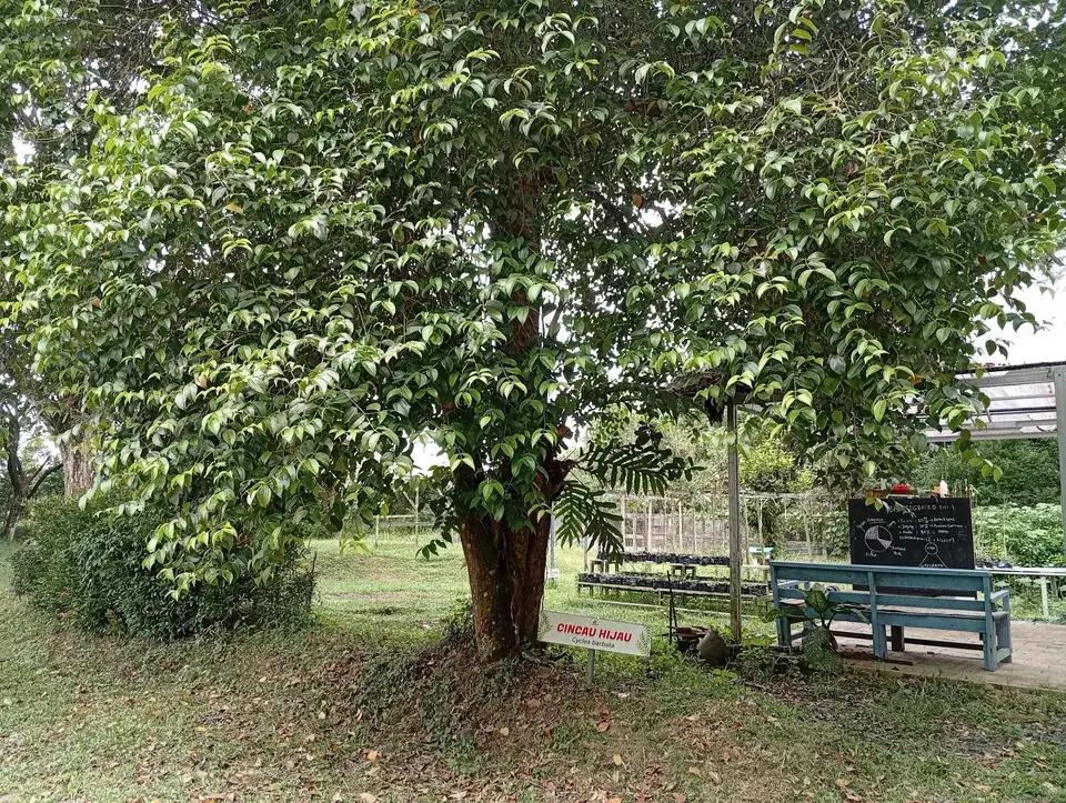 Tanaman cincau hijau (Cyclea barbata) merambat dengan daun lebar berbentuk hati