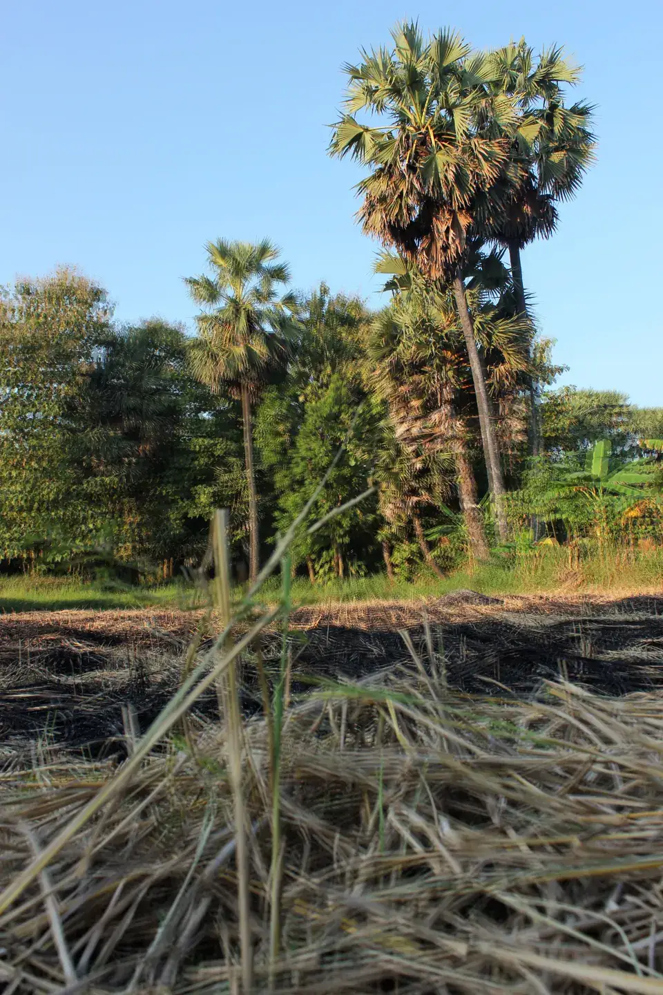 Pohon lontar tinggi dengan daun berbentuk kipas