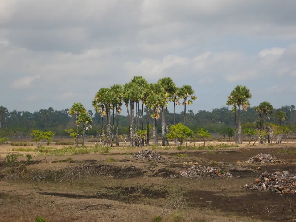 Deretan pohon lontar di Rote Ndao, Nusa Tenggara Timur