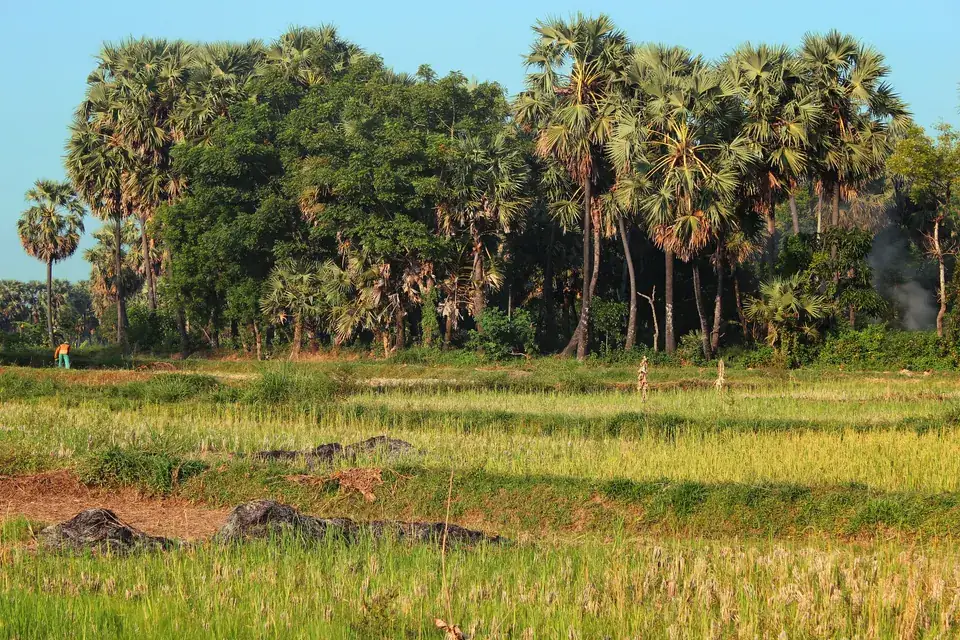 Deretan pohon lontar di tepi sawah