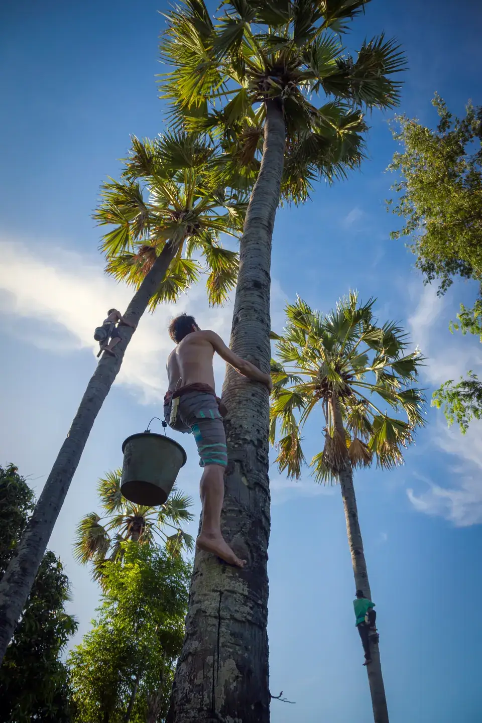 Petani memanjat pohon lontar untuk menyadap nira di Tianyar, Karangasem, Bali