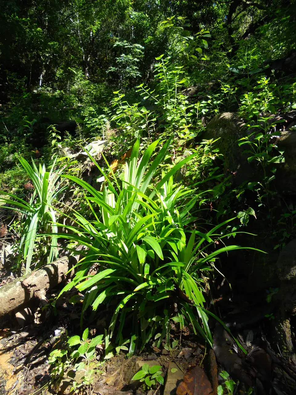 Rumpun daun pandan wangi (Pandanus amaryllifolius) yang tumbuh di Sulawesi Tenggara