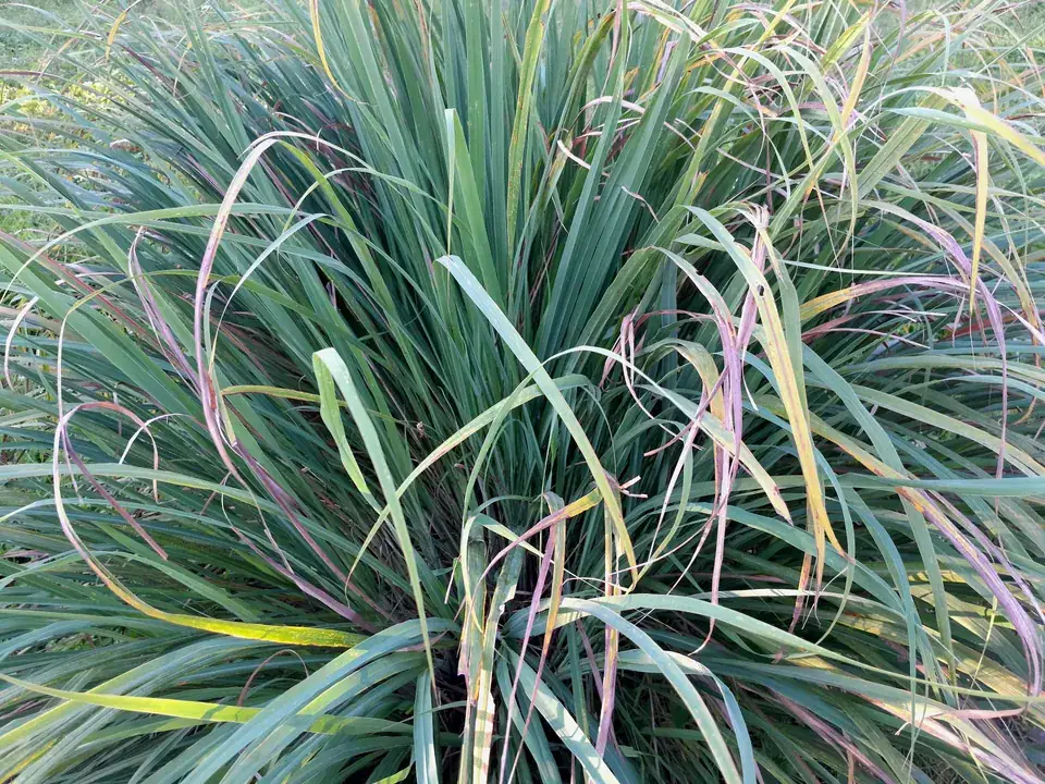 Rumpun serai (Cymbopogon citratus) yang tumbuh di kebun tropis